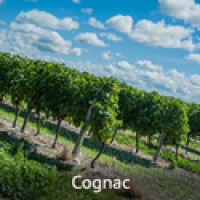 Cognac